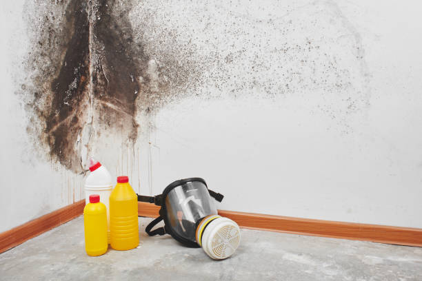 Best Certified Mold Removal  in Cherry Valley, IL