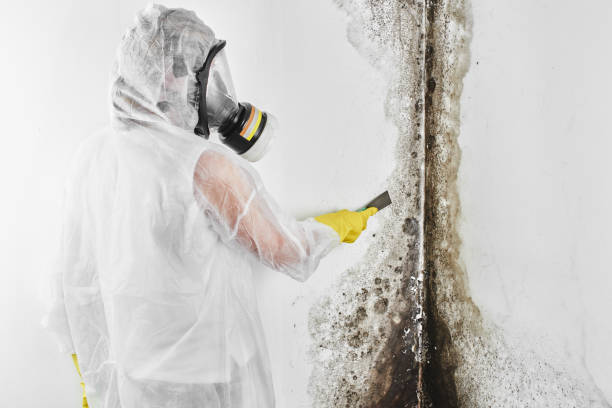 Best Fast Mold Removal  in Cherry Valley, IL