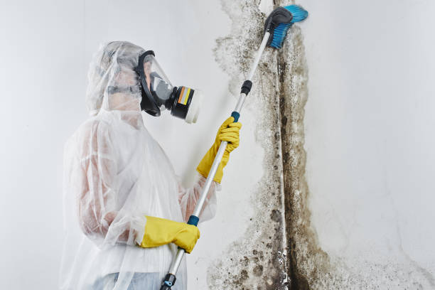 Best Home Mold Removal  in Cherry Valley, IL