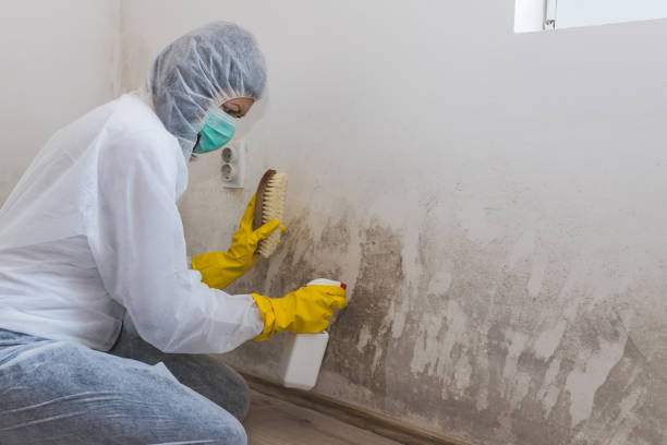 Crawl Space Mold Removal in Cherry Valley, IL
