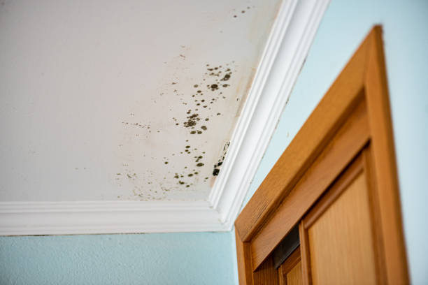 Best Commercial Mold Removal  in Cherry Valley, IL