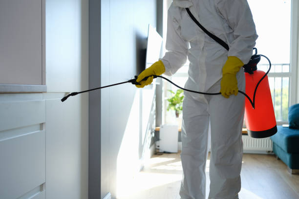 Best Black Mold Removal  in Cherry Valley, IL