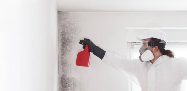 Best Attic Mold Removal  in Cherry Valley, IL
