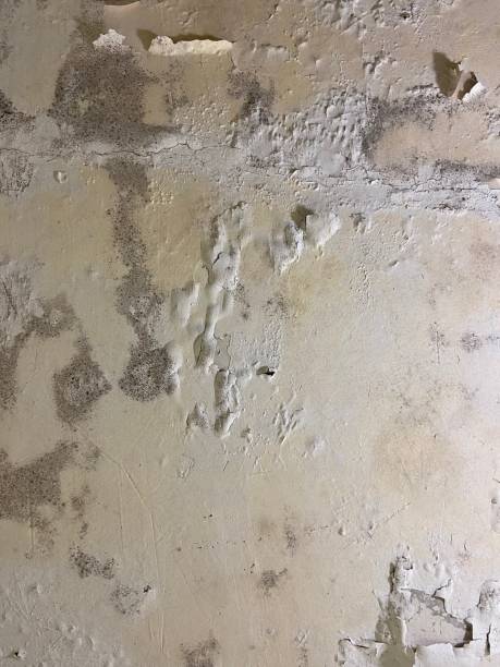 Best Crawl Space Mold Removal  in Cherry Valley, IL