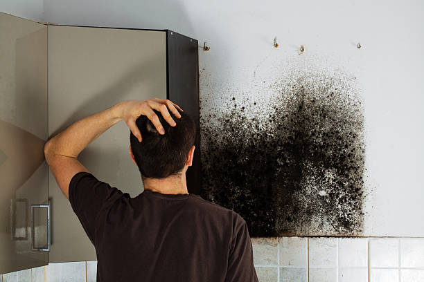 Best Residential Mold Removal  in Cherry Valley, IL
