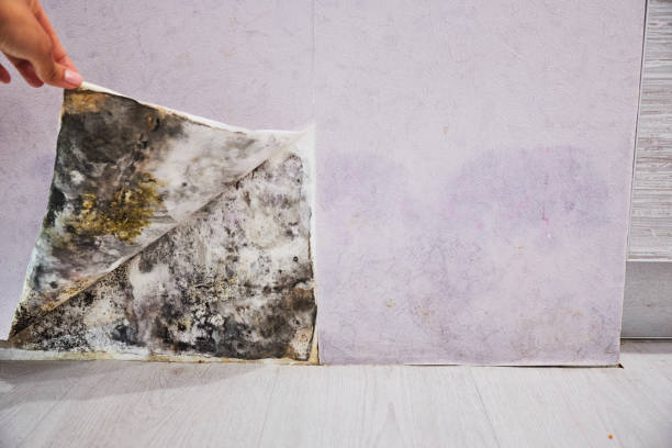 Best Toxic Mold Removal  in Cherry Valley, IL